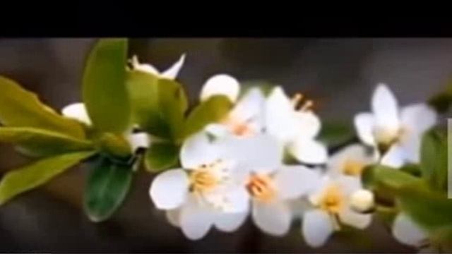 Первая любовь Стихи Владимир Набоков, муз. и исп. Самуил Фрумович