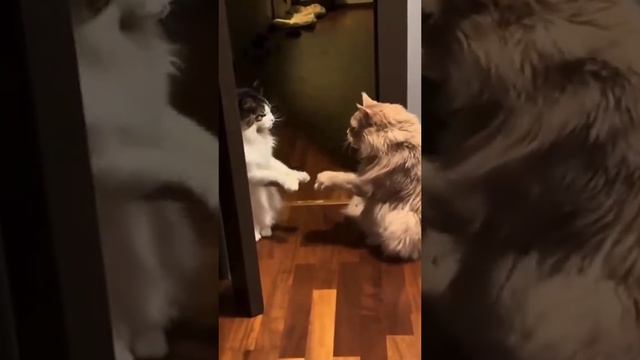вместе веселее 😺