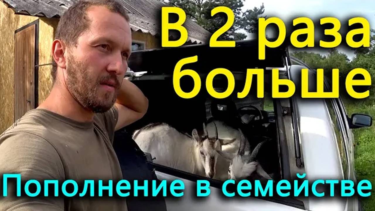 Их стало в два раза больше! Деревенское хозяйство расширяется!