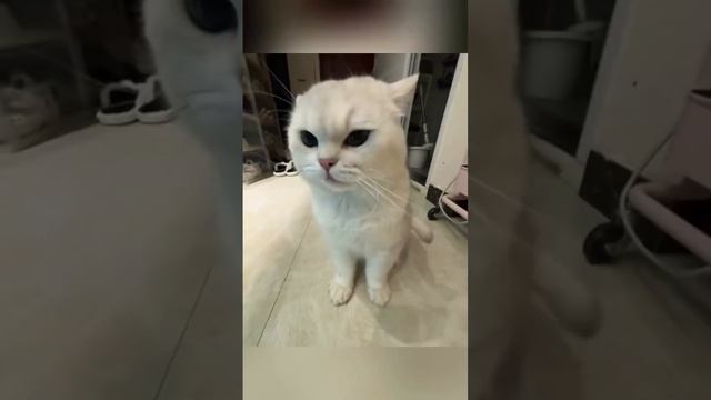 Свирепые коты