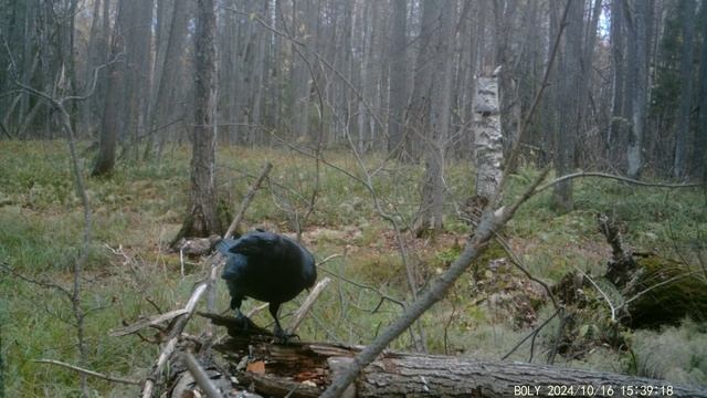 Ворон обедает, а на заднем плане - Орлан-белохвост4