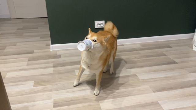 Сиба и баночка с сыром