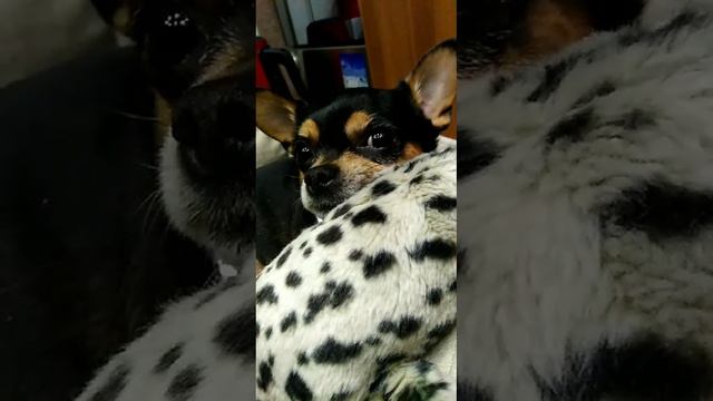 VID-20240326-WA0029.mp4