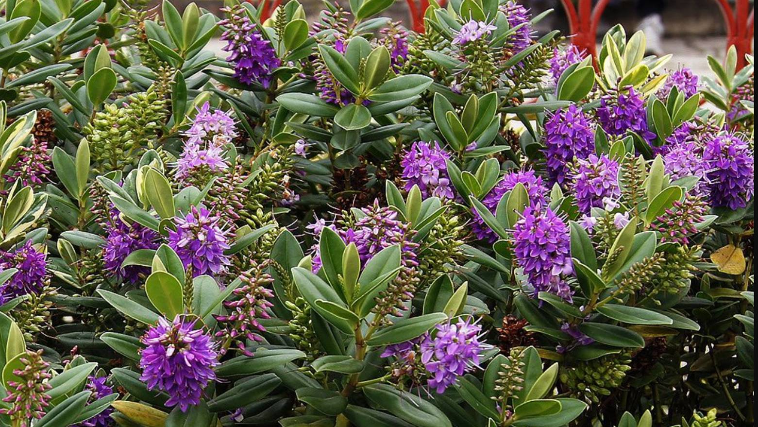 Хебе — кустарник, который преобразит ваш сад