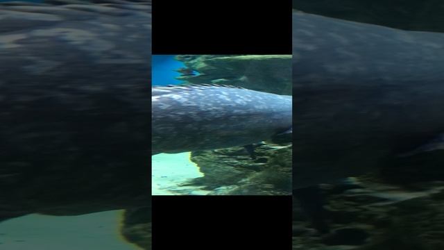 Вот это рыба 🐟