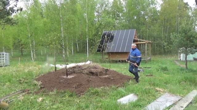 Сажаю Сливу по Новой Технологии - 2022
