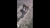 Selena vs Jigga (Dog fight) Selena the Merle Bully Pup and her older Cousin Jigga Standard Bully