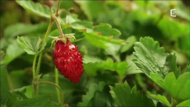 ПОТРЯСАЮЩЕ КРАСИВОЕ видео о том, КАК ЖИВЁТ ЛЕС