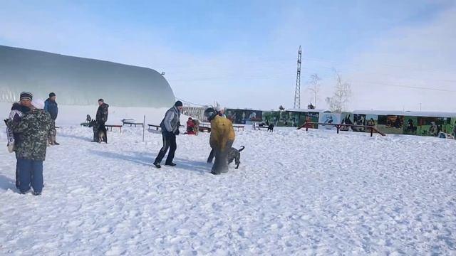 Супер злые собаки, 17-02-2019 ОЦССС!