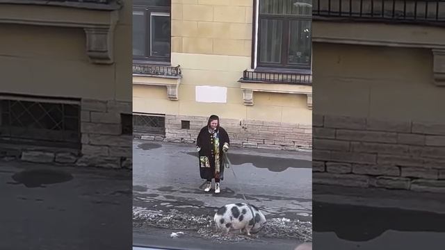 Вот это МИНИ ПИГ)))