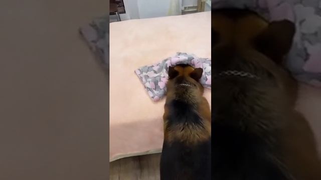 это не моя собака это просто видео
