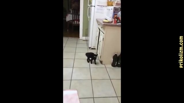 Всем мяу это серый кот