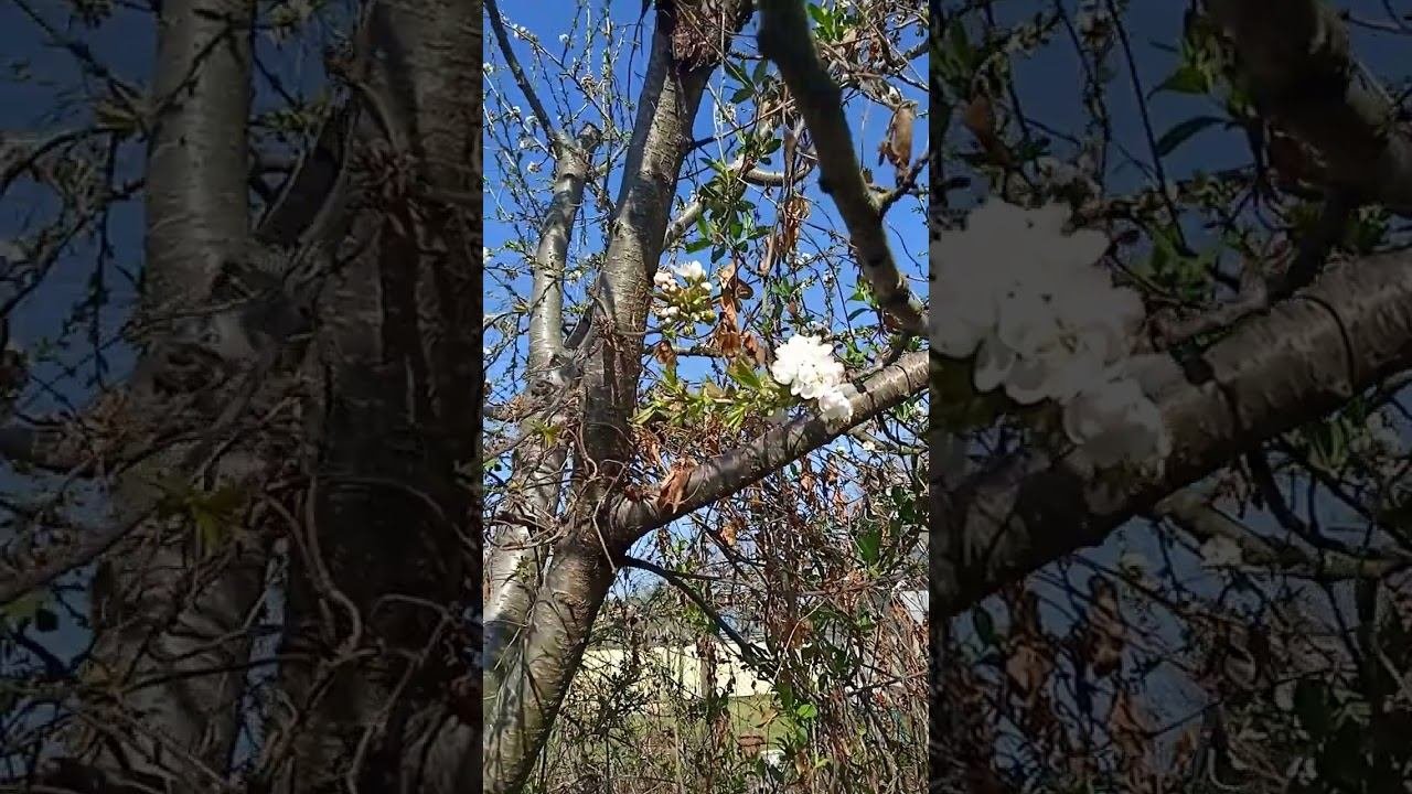 Как цветет черешня. #video #shortsvideo #рекомендации #videoshow #true #рек #реки #рекомендация