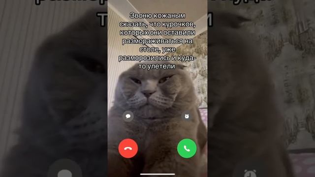 Мы в ВК https://vk.com/life_of_cats