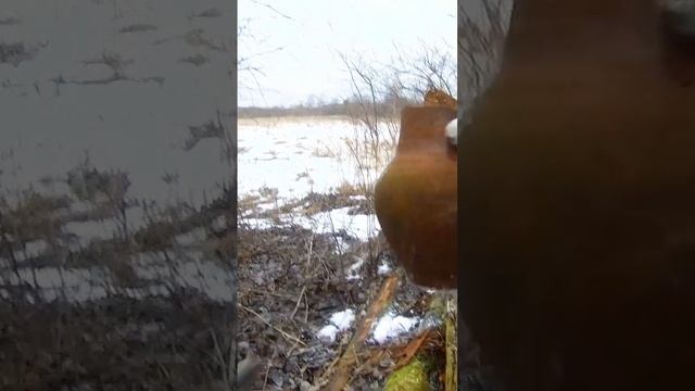 КРЫНКА