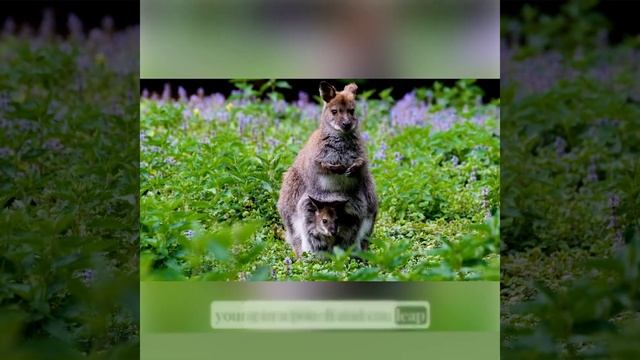 Australian Nature: Platypus, Kangaroo, and Koala