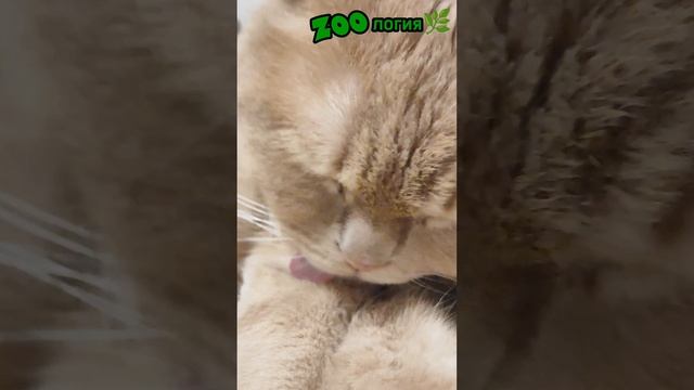 Тима в передаче про дикую природу🐆 Как вам?) возможно сегодня стримуууус так что ждите😉