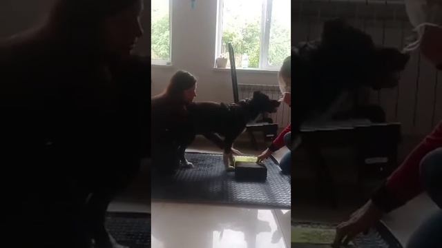 Варуна- собака спинальник.Вправи.Масаж. Рівновага.Реабілітація.