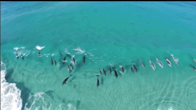 "ДЕЛЬФИНЫ" Автор текста и монтаж видео: Людмила Ломаева. Музыка и исполнение песни:suno al.