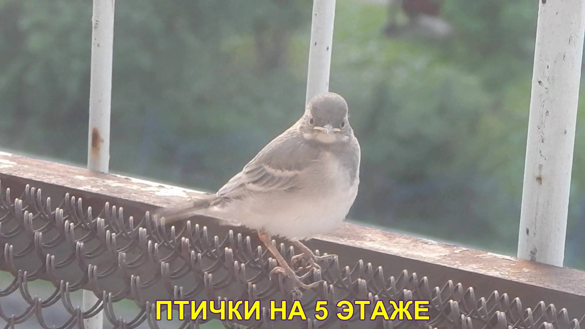 ПТИЧКИ НА 5 ЭТАЖЕ
