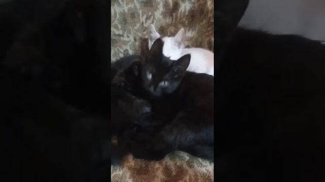 котят забрали с улицы ! котята замерзли! Крым