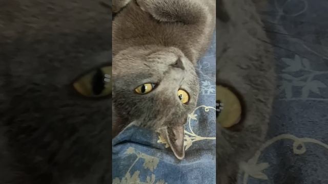 Красотка наша! 😍