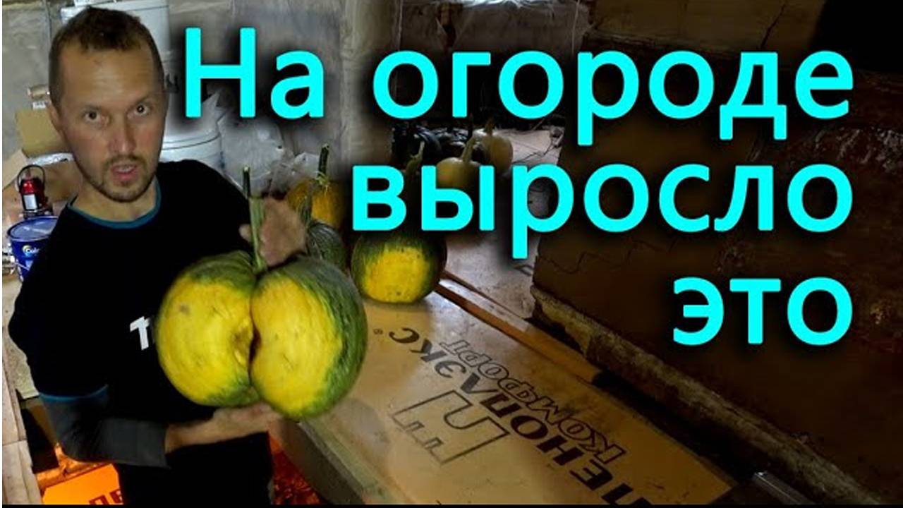 Ночное огородничество и первые обитатели подвала старого нового дома