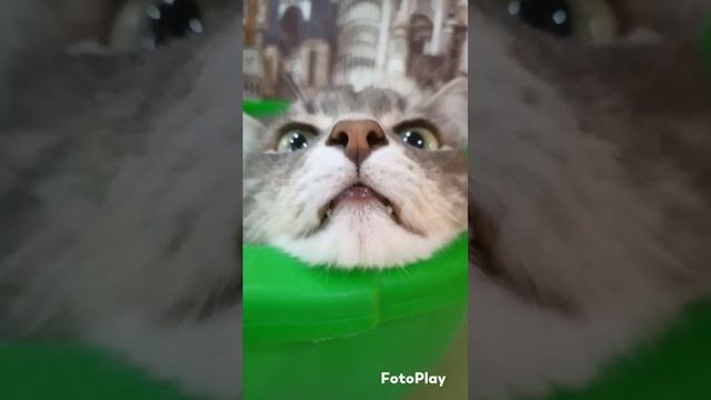 серый 🐺#кот #котэ #котэйка #котофей #котики #котик #cat #домашниеживотные #котенок #коты #тазожител