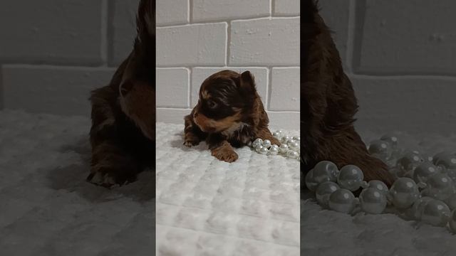 VID_20241206084809.mp4