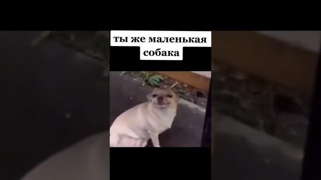 ты же маленькая собака