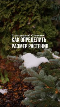 Как определить размер растения?!
