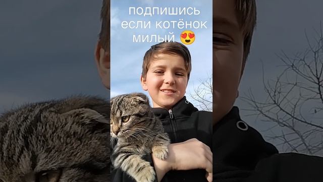 подпишись ради котëнка