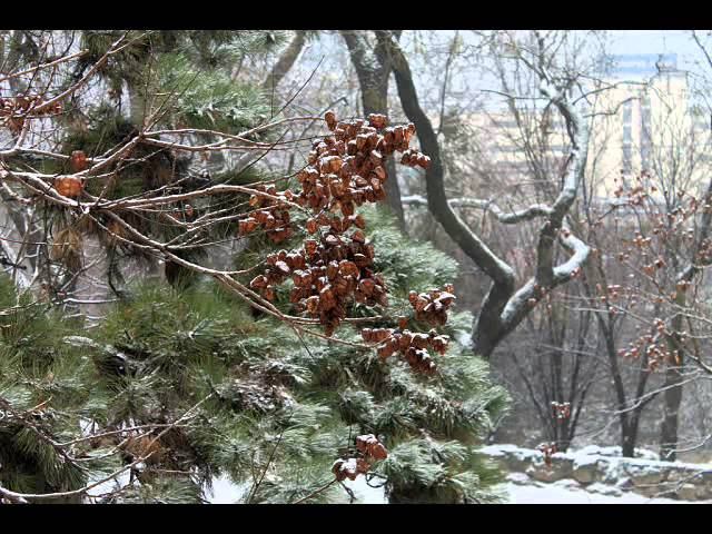 Одесса зимняя Куропаткин
