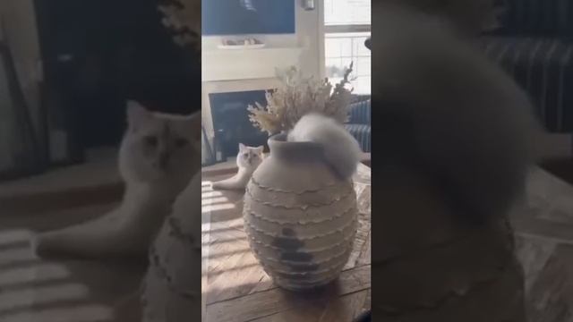 Когда захотелось стать улиткой ;)