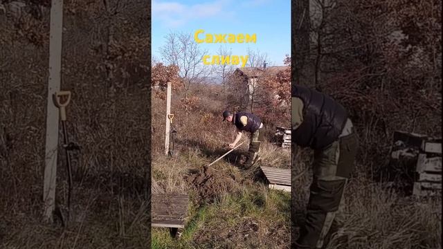 Сажаем сливу