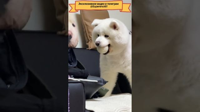 Собачья игрушка