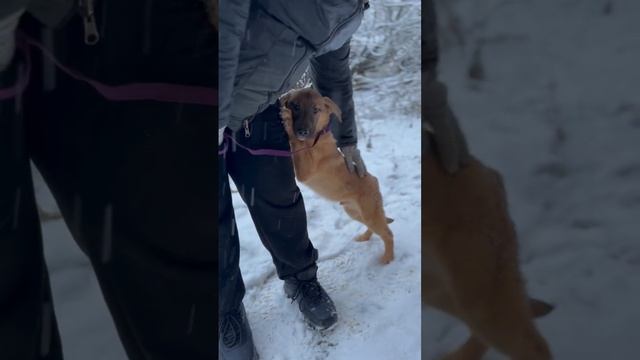 Щенок 5 месяцев