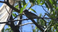 Серая славка Curruca communis 28.05.2023
