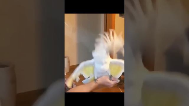 бешаный попугай