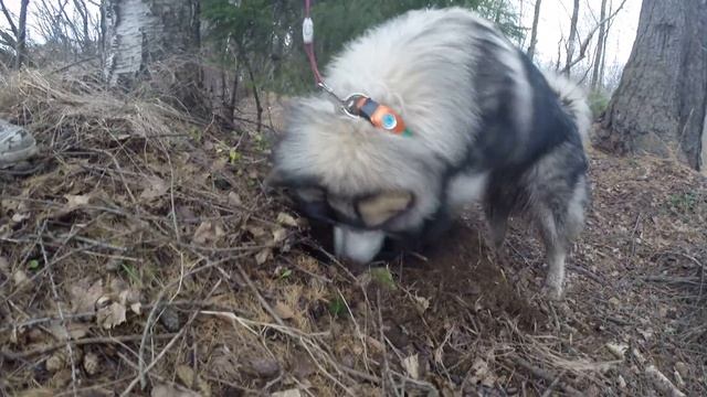 Собака раскапывает парк | The dog is digging the park