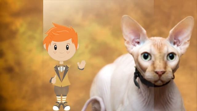 Топ 3 Породы Кошек. Доклад Азюни