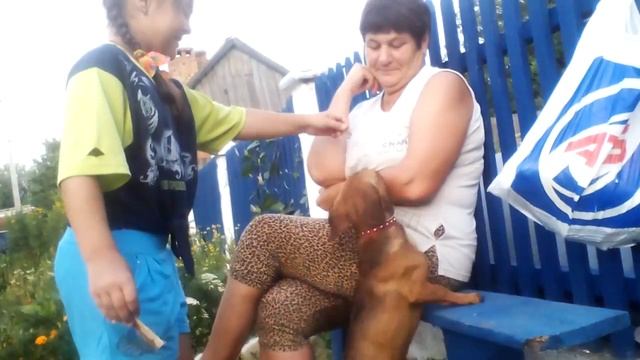 Собака Лизка