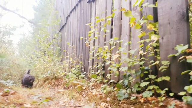 прогулка с #бетти и #снуппи по лесу