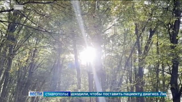 На Ставрополье завершили заготовку семян лесных культур