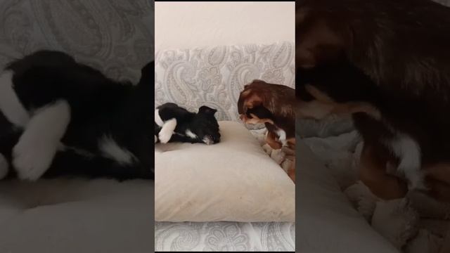 Самая обаятельная улыбка собачки Милы