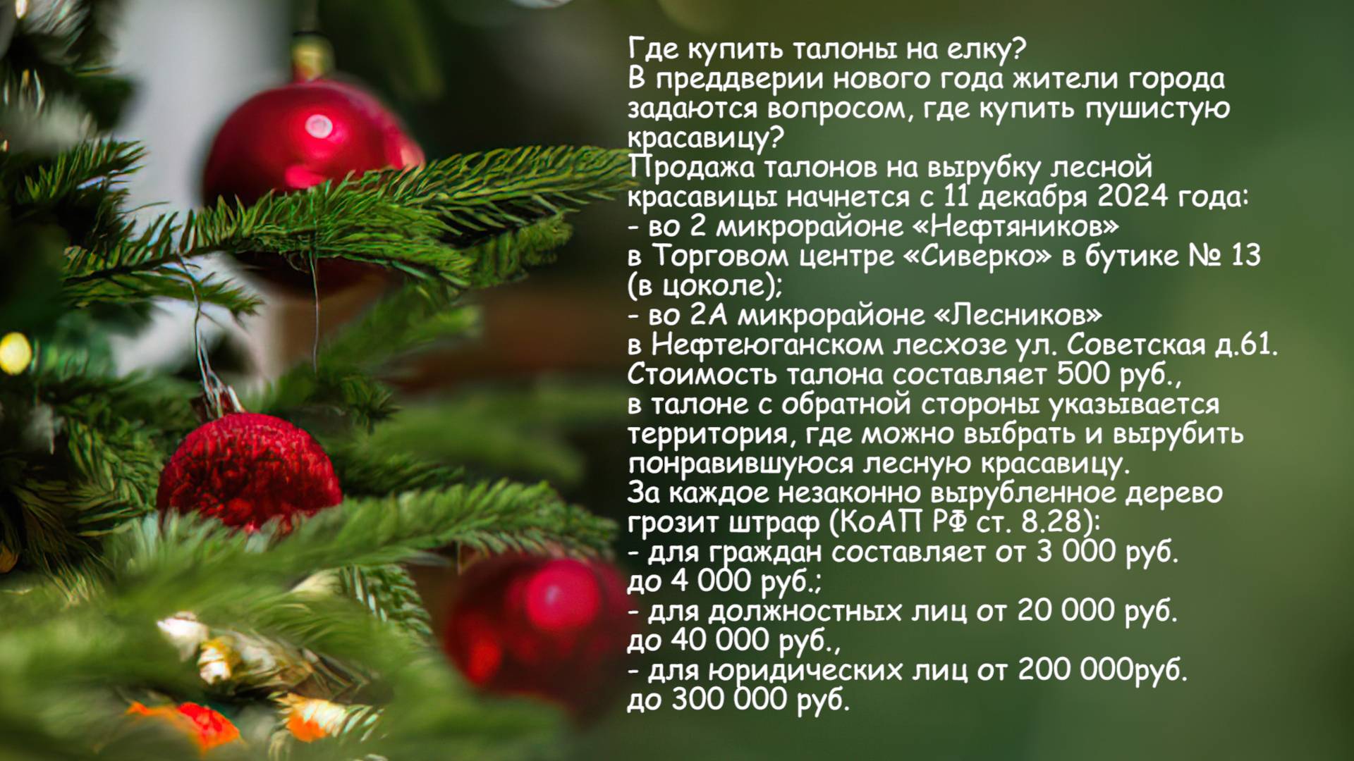 Где купить талоны на ёлку?