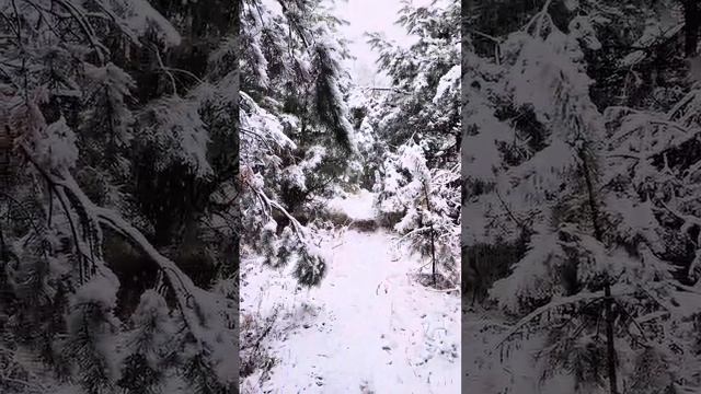 VID-20241121-WA0006.mp4