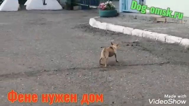 Знакомьтесь это ФЕНЕЧКА