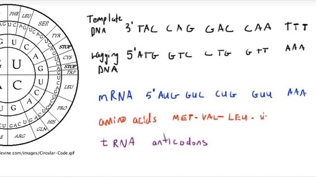Genetic Code Practice 1
