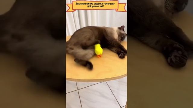 Не мешай спать